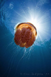 Red jellyfish heading into the sun.  Ningaloo Reef, Weste... by Ross Gudgeon 